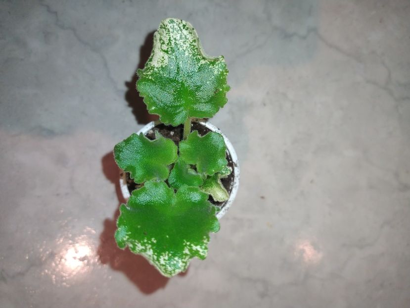 24 ianuarie 2024 - Zzz_Dn Macabeo