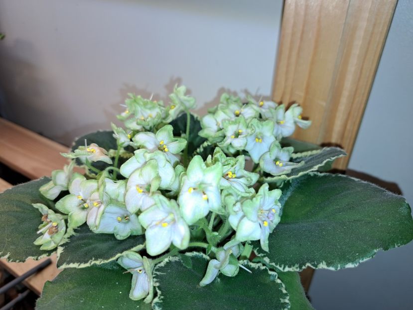  - Violeta Frozen in time