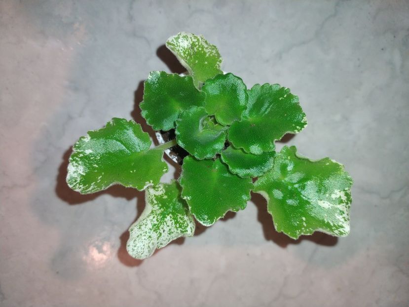 24 ianuarie 2024 - Dn Jovteni