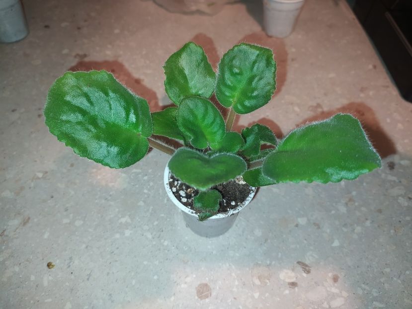 24 ianuarie 2024 - KZ Medovii Mesiaz