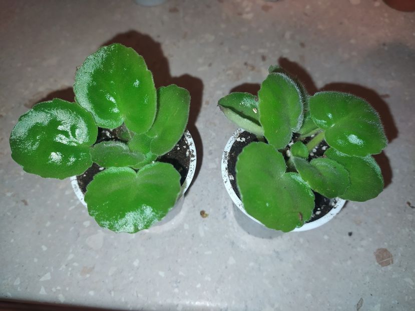 24 ianuarie 2024 - KZ Danocika