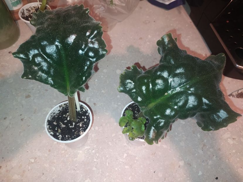 24 ianuarie 2024 - Dn Bronzoviy Vec