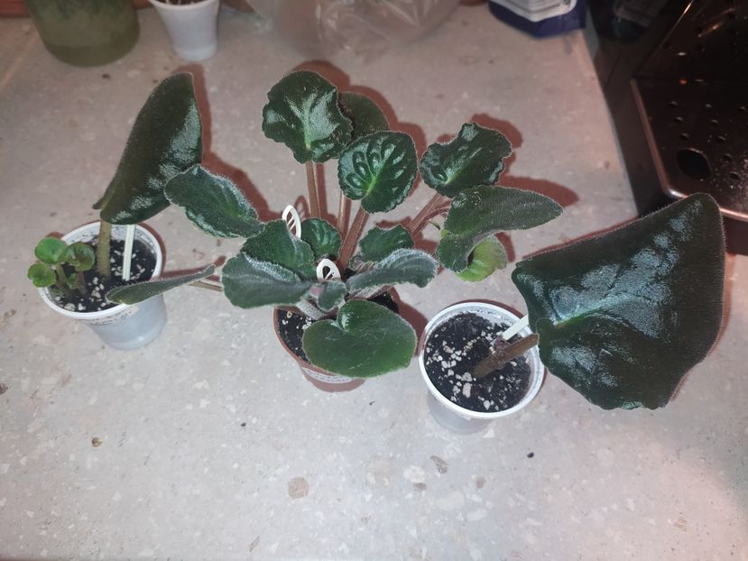 24 ianuarie 2024 - Dn Zori Zapalali