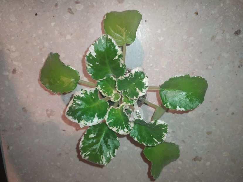 24 ianuarie 2024 - Dn Oliga