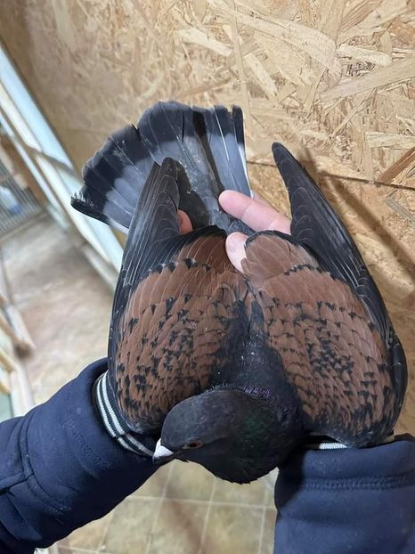  - Nu îmi aparțin 7