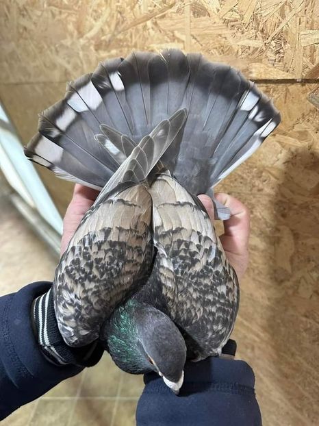  - Nu îmi aparțin 7