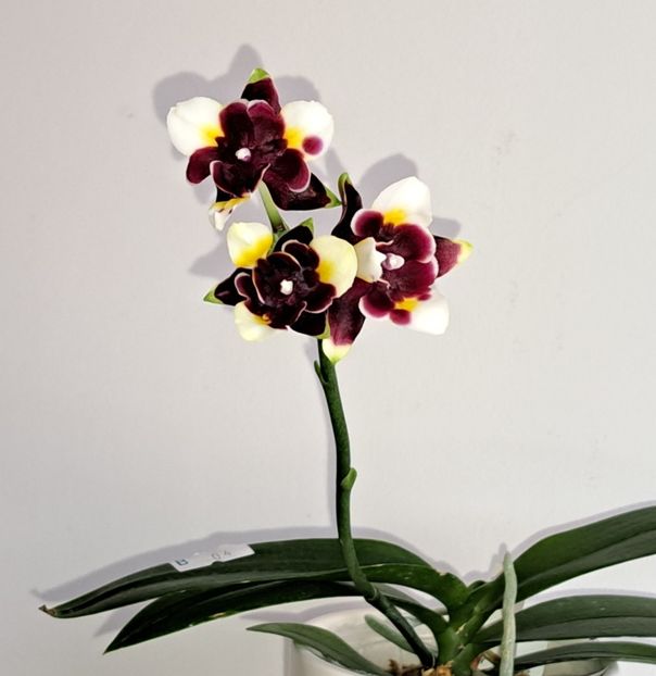  - Phalaenopsis 2