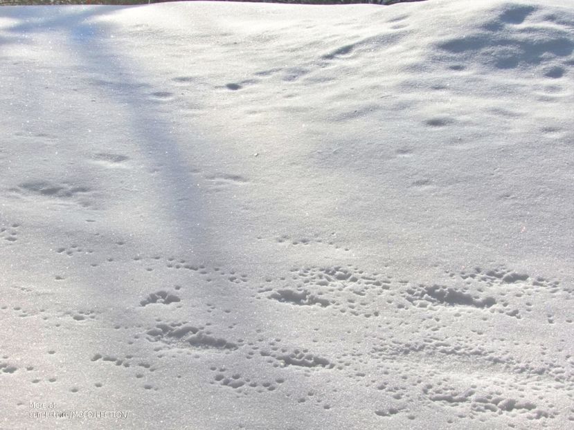 Winter 2 - CANADIAN WINTER - Iarna Canadiana