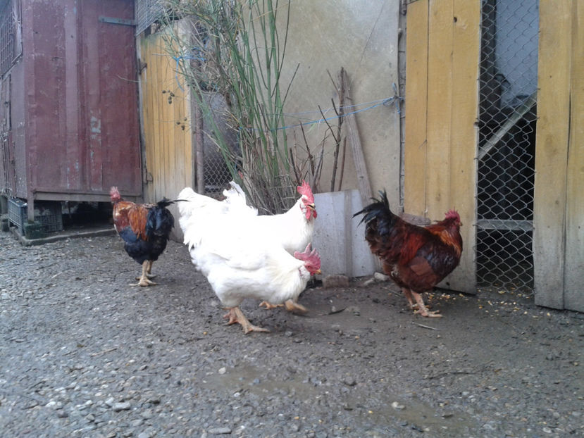 REFORMĂ Cocoși Rezervă Matcă SERIA I 2021  | fotografiați – vineri, ‎15 ‎decembrie ‎2023 — [AMINTIRI - REFORMĂ Cocoși Rezervă Matcă SERIA I 2021 în 15 Decembrie 2023 - AMINTIRI