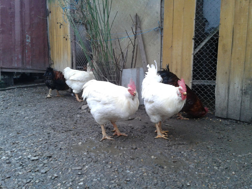 REFORMĂ Cocoși Rezervă Matcă SERIA I 2021  | fotografiați – vineri, ‎15 ‎decembrie ‎2023 — [AMINTIRI - REFORMĂ Cocoși Rezervă Matcă SERIA I 2021 în 15 Decembrie 2023 - AMINTIRI