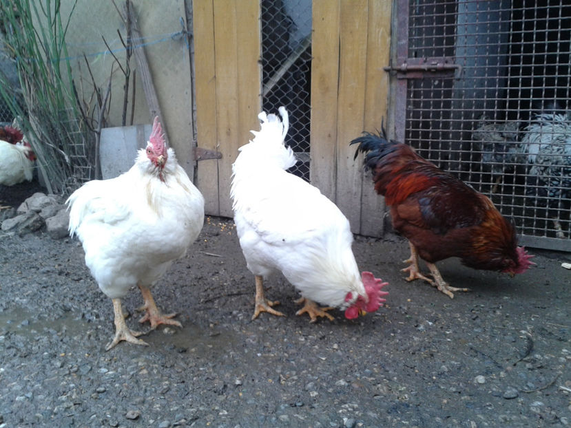 REFORMĂ Cocoși Rezervă Matcă SERIA I 2021  | fotografiați – vineri, ‎15 ‎decembrie ‎2023 — [AMINTIRI - REFORMĂ Cocoși Rezervă Matcă SERIA I 2021 în 15 Decembrie 2023 - AMINTIRI