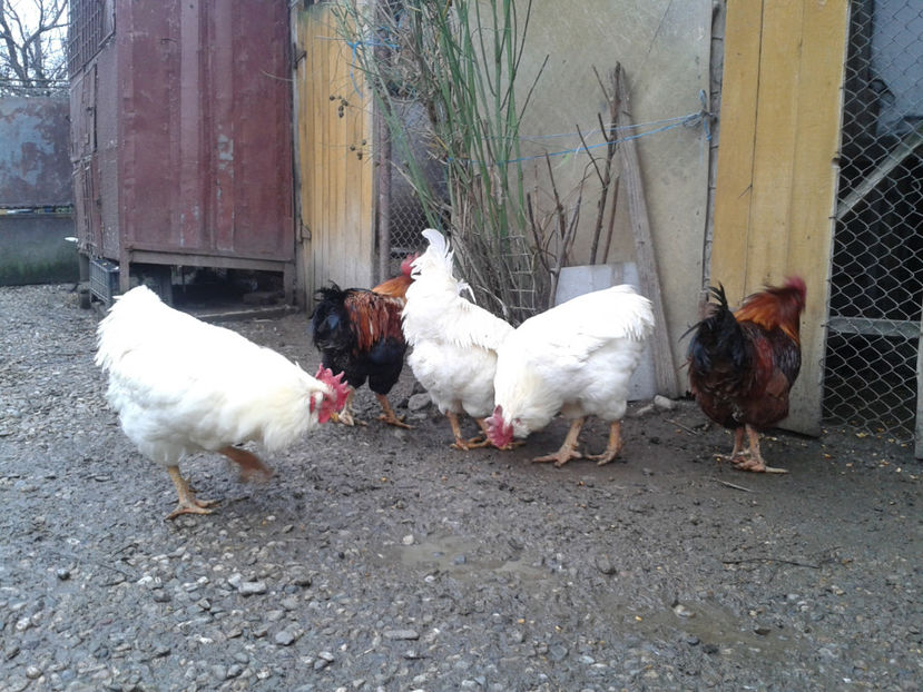REFORMĂ Cocoși Rezervă Matcă SERIA I 2021  | fotografiați – vineri, ‎15 ‎decembrie ‎2023 — [AMINTIRI - REFORMĂ Cocoși Rezervă Matcă SERIA I 2021 în 15 Decembrie 2023 - AMINTIRI