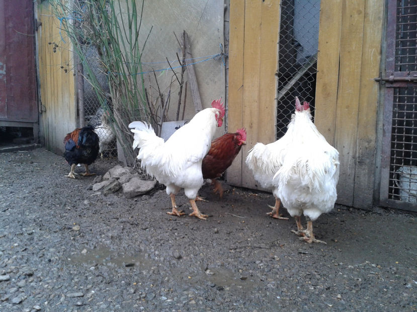 REFORMĂ Cocoși Rezervă Matcă SERIA I 2021  | fotografiați – vineri, ‎15 ‎decembrie ‎2023 — [AMINTIRI - REFORMĂ Cocoși Rezervă Matcă SERIA I 2021 în 15 Decembrie 2023 - AMINTIRI