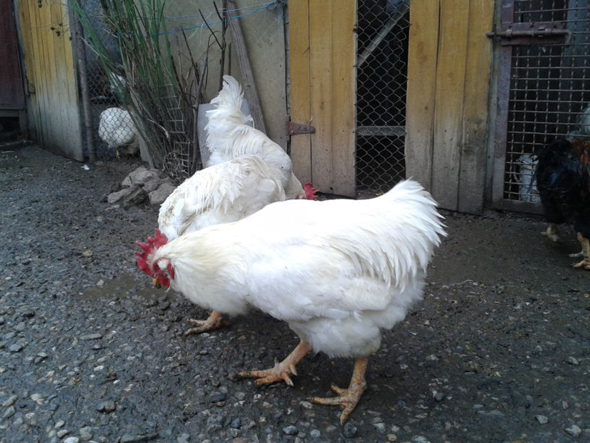 REFORMĂ Cocoși Rezervă Matcă SERIA I 2021  | fotografiați – vineri, ‎15 ‎decembrie ‎2023 — [AMINTIRI - REFORMĂ Cocoși Rezervă Matcă SERIA I 2021 în 15 Decembrie 2023 - AMINTIRI