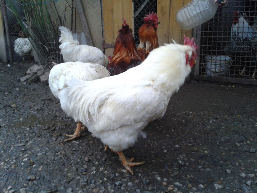 REFORMĂ Cocoși Rezervă Matcă SERIA I 2021  | fotografiați – vineri, ‎15 ‎decembrie ‎2023 — [AMINTIRI - REFORMĂ Cocoși Rezervă Matcă SERIA I 2021 în 15 Decembrie 2023 - AMINTIRI