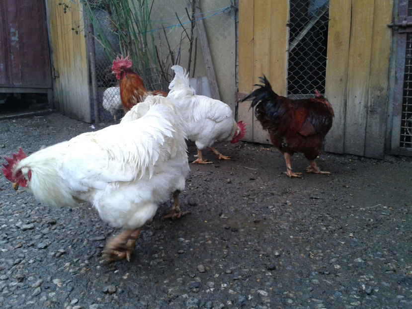 REFORMĂ Cocoși Rezervă Matcă SERIA I 2021  | fotografiați – vineri, ‎15 ‎decembrie ‎2023 — [AMINTIRI - REFORMĂ Cocoși Rezervă Matcă SERIA I 2021 în 15 Decembrie 2023 - AMINTIRI