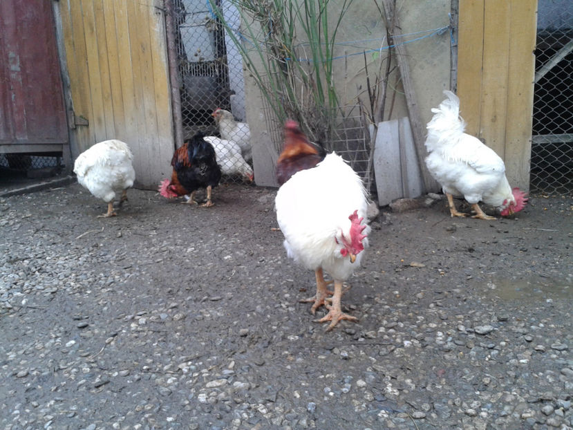 REFORMĂ Cocoși Rezervă Matcă SERIA I 2021  | fotografiați – vineri, ‎15 ‎decembrie ‎2023 — [AMINTIRI - REFORMĂ Cocoși Rezervă Matcă SERIA I 2021 în 15 Decembrie 2023 - AMINTIRI