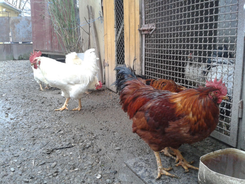 REFORMĂ Cocoși Rezervă Matcă SERIA I 2021  | fotografiați – vineri, ‎15 ‎decembrie ‎2023 — [AMINTIRI - REFORMĂ Cocoși Rezervă Matcă SERIA I 2021 în 15 Decembrie 2023 - AMINTIRI