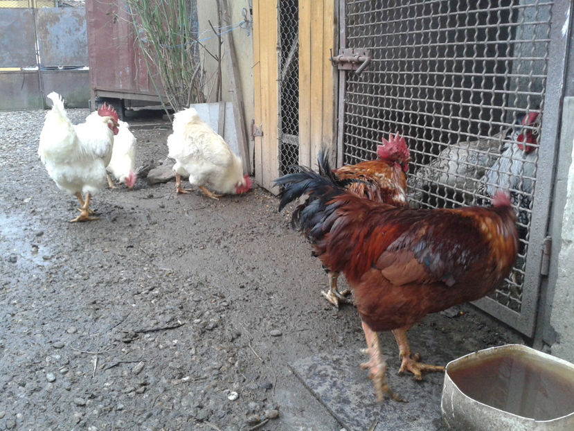 REFORMĂ Cocoși Rezervă Matcă SERIA I 2021  | fotografiați – vineri, ‎15 ‎decembrie ‎2023 — [AMINTIRI - REFORMĂ Cocoși Rezervă Matcă SERIA I 2021 în 15 Decembrie 2023 - AMINTIRI