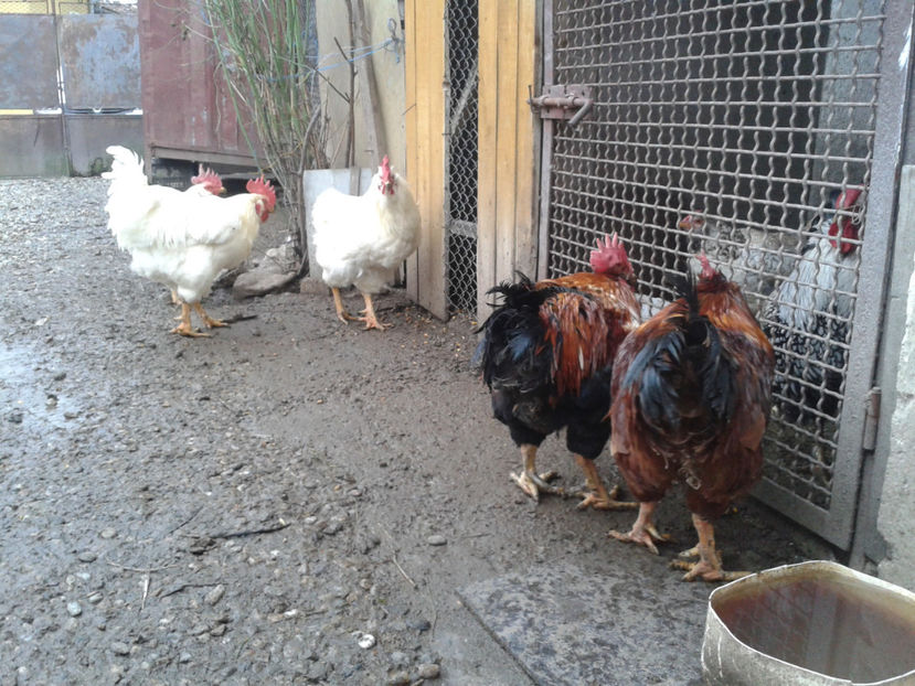 REFORMĂ Cocoși Rezervă Matcă SERIA I 2021  | fotografiați – vineri, ‎15 ‎decembrie ‎2023 — [AMINTIRI - REFORMĂ Cocoși Rezervă Matcă SERIA I 2021 în 15 Decembrie 2023 - AMINTIRI