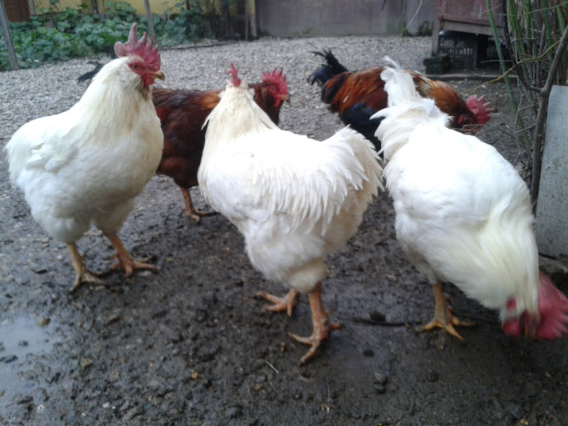 REFORMĂ Cocoși Rezervă Matcă SERIA I 2021  | fotografiați – vineri, ‎15 ‎decembrie ‎2023 — [AMINTIRI - REFORMĂ Cocoși Rezervă Matcă SERIA I 2021 în 15 Decembrie 2023 - AMINTIRI