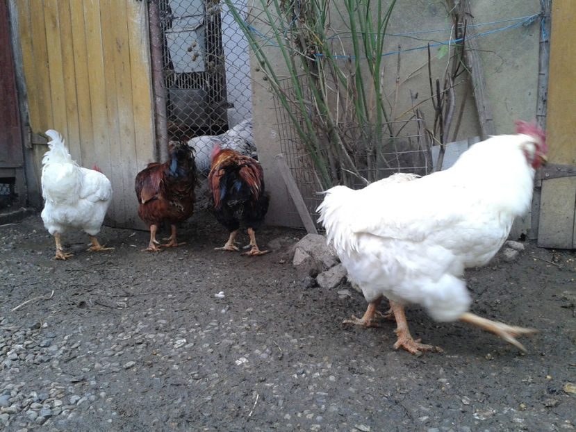 REFORMĂ Cocoși Rezervă Matcă SERIA I 2021  | fotografiați – vineri, ‎15 ‎decembrie ‎2023 — [AMINTIRI - REFORMĂ Cocoși Rezervă Matcă SERIA I 2021 în 15 Decembrie 2023 - AMINTIRI