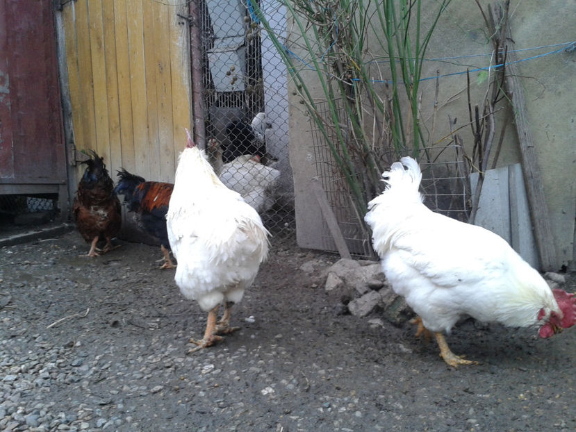 REFORMĂ Cocoși Rezervă Matcă SERIA I 2021  | fotografiați – vineri, ‎15 ‎decembrie ‎2023 — [AMINTIRI - REFORMĂ Cocoși Rezervă Matcă SERIA I 2021 în 15 Decembrie 2023 - AMINTIRI