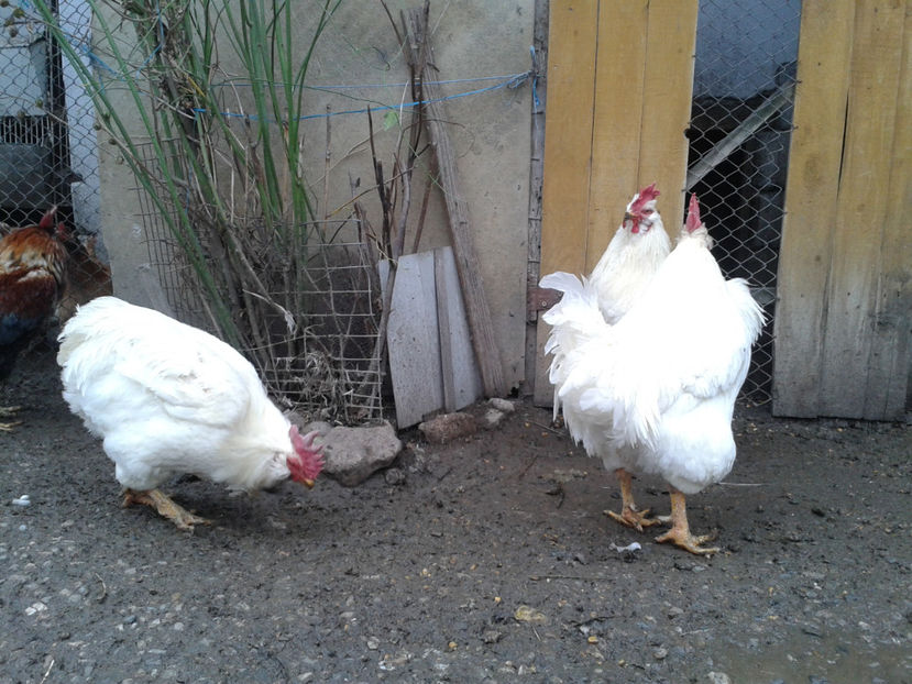 REFORMĂ Cocoși Rezervă Matcă SERIA I 2021  | fotografiați – vineri, ‎15 ‎decembrie ‎2023 — [AMINTIRI - REFORMĂ Cocoși Rezervă Matcă SERIA I 2021 în 15 Decembrie 2023 - AMINTIRI