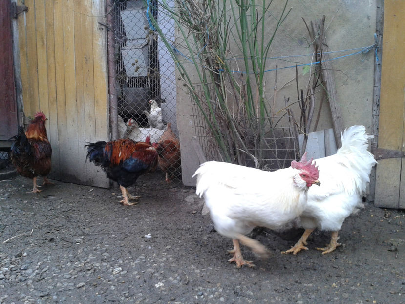 REFORMĂ Cocoși Rezervă Matcă SERIA I 2021  | fotografiați – vineri, ‎15 ‎decembrie ‎2023 — [AMINTIRI - REFORMĂ Cocoși Rezervă Matcă SERIA I 2021 în 15 Decembrie 2023 - AMINTIRI