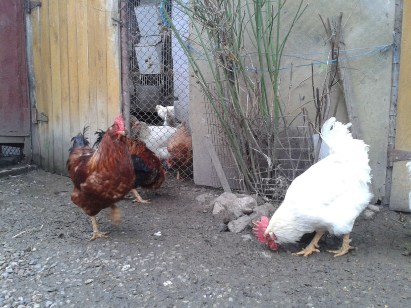 REFORMĂ Cocoși Rezervă Matcă SERIA I 2021  | fotografiați – vineri, ‎15 ‎decembrie ‎2023 — [AMINTIRI - REFORMĂ Cocoși Rezervă Matcă SERIA I 2021 în 15 Decembrie 2023 - AMINTIRI