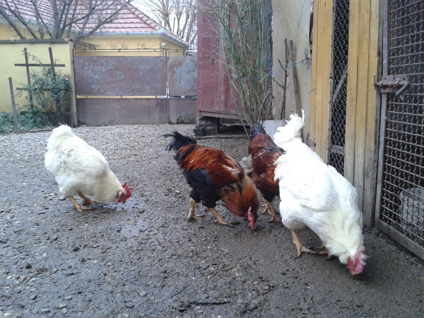 REFORMĂ Cocoși Rezervă Matcă SERIA I 2021  | fotografiați – vineri, ‎15 ‎decembrie ‎2023 — [AMINTIRI - REFORMĂ Cocoși Rezervă Matcă SERIA I 2021 în 15 Decembrie 2023 - AMINTIRI