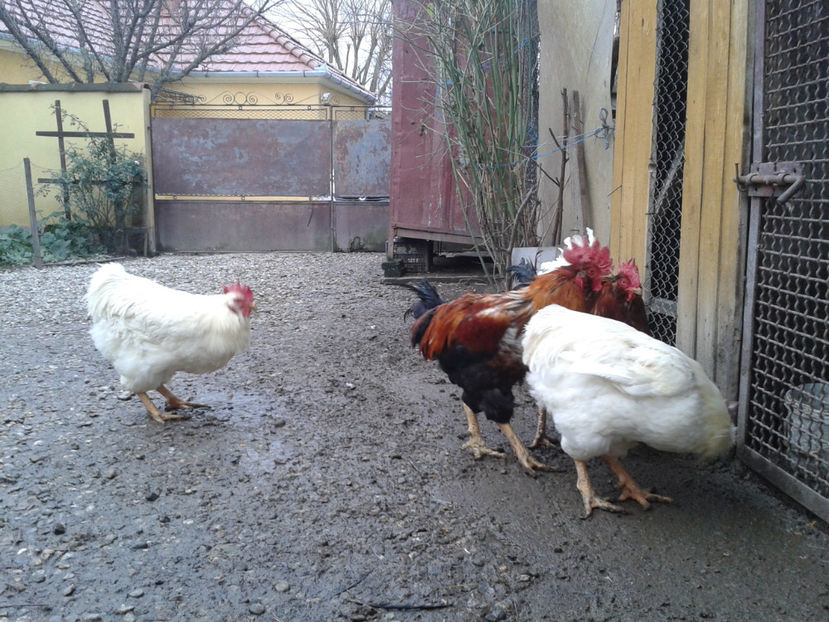 REFORMĂ Cocoși Rezervă Matcă SERIA I 2021  | fotografiați – vineri, ‎15 ‎decembrie ‎2023 — [AMINTIRI - REFORMĂ Cocoși Rezervă Matcă SERIA I 2021 în 15 Decembrie 2023 - AMINTIRI