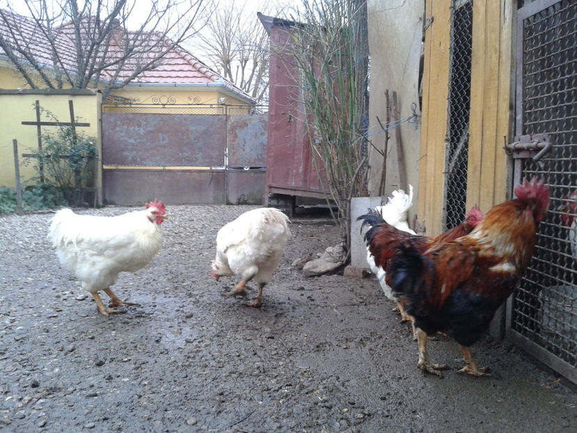 REFORMĂ Cocoși Rezervă Matcă SERIA I 2021  | fotografiați – vineri, ‎15 ‎decembrie ‎2023 — [AMINTIRI - REFORMĂ Cocoși Rezervă Matcă SERIA I 2021 în 15 Decembrie 2023 - AMINTIRI