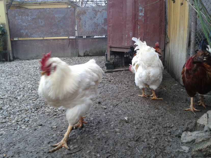 REFORMĂ Cocoși Rezervă Matcă SERIA I 2021  | fotografiați – vineri, ‎15 ‎decembrie ‎2023 — [AMINTIRI - REFORMĂ Cocoși Rezervă Matcă SERIA I 2021 în 15 Decembrie 2023 - AMINTIRI
