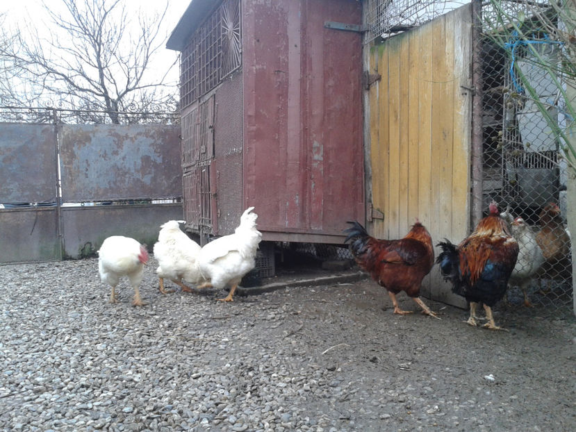 REFORMĂ Cocoși Rezervă Matcă SERIA I 2021  | fotografiați – vineri, ‎15 ‎decembrie ‎2023 — [AMINTIRI - REFORMĂ Cocoși Rezervă Matcă SERIA I 2021 în 15 Decembrie 2023 - AMINTIRI
