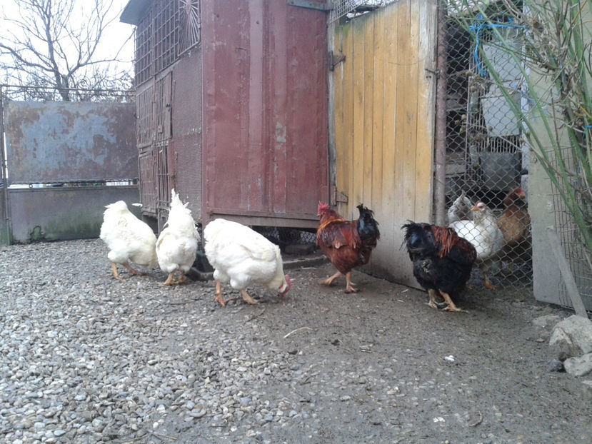 REFORMĂ Cocoși Rezervă Matcă SERIA I 2021  | fotografiați – vineri, ‎15 ‎decembrie ‎2023 — [AMINTIRI - REFORMĂ Cocoși Rezervă Matcă SERIA I 2021 în 15 Decembrie 2023 - AMINTIRI