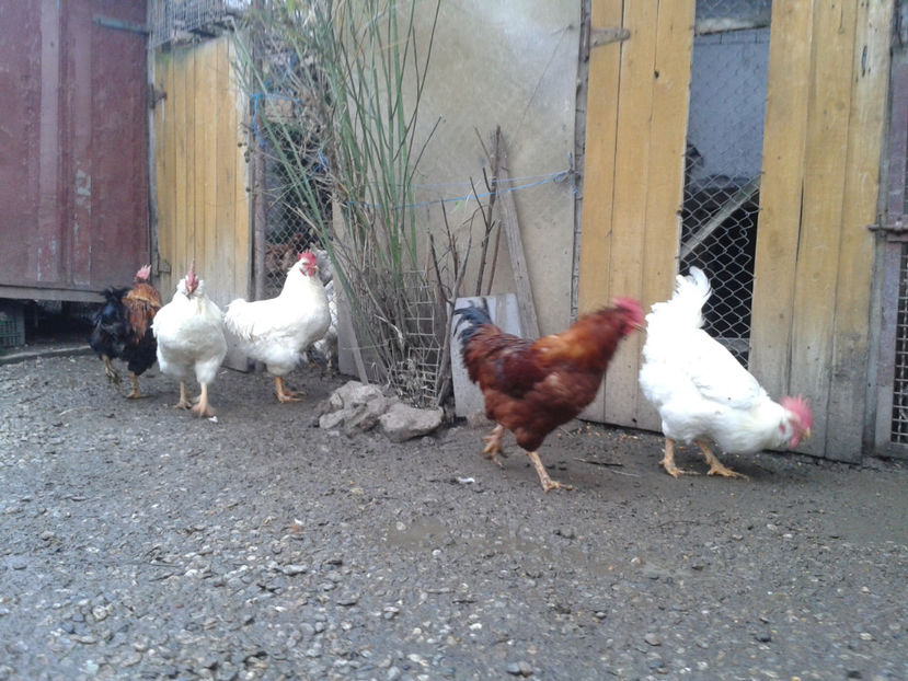 REFORMĂ Cocoși Rezervă Matcă SERIA I 2021  | fotografiați – vineri, ‎15 ‎decembrie ‎2023 — [AMINTIRI - REFORMĂ Cocoși Rezervă Matcă SERIA I 2021 în 15 Decembrie 2023 - AMINTIRI