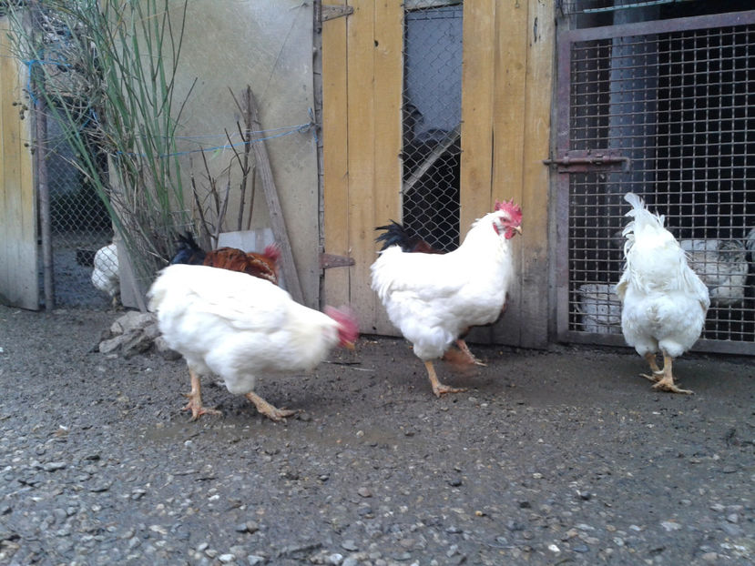 REFORMĂ Cocoși Rezervă Matcă SERIA I 2021  | fotografiați – vineri, ‎15 ‎decembrie ‎2023 — [AMINTIRI - REFORMĂ Cocoși Rezervă Matcă SERIA I 2021 în 15 Decembrie 2023 - AMINTIRI