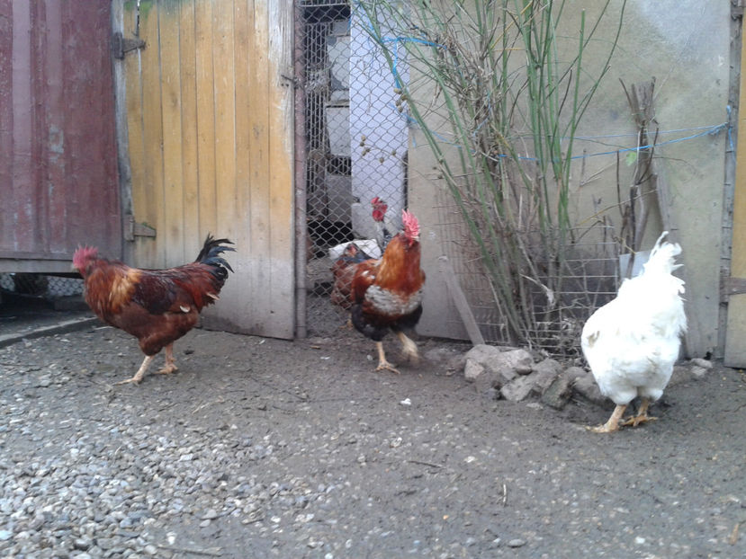 REFORMĂ Cocoși Rezervă Matcă SERIA I 2021  | fotografiați – vineri, ‎15 ‎decembrie ‎2023 — [AMINTIRI - REFORMĂ Cocoși Rezervă Matcă SERIA I 2021 în 15 Decembrie 2023 - AMINTIRI