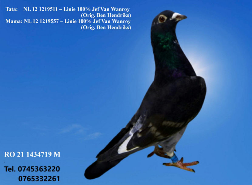 RO 21 1434719 M REZERVAT Husi Pret 300 Lei + transportul - ARHIVA