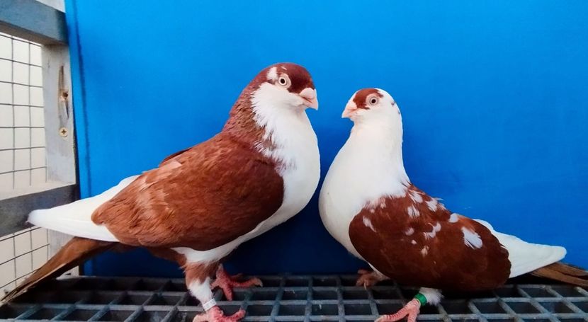 Perechea  57 - B - Perechi 2024