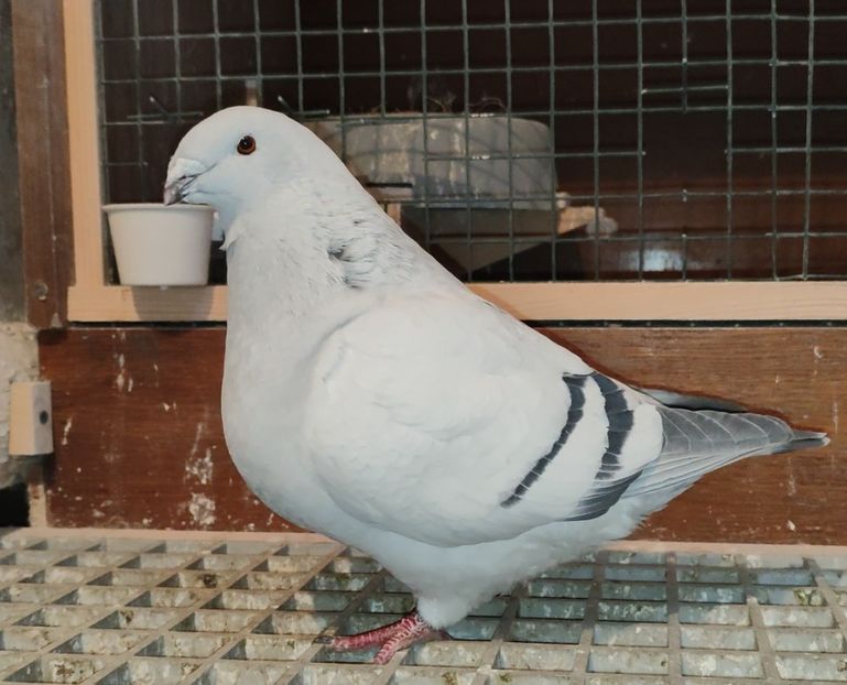 PL22-A2384 ARCHIWUM - a- SAMICZKI -Females