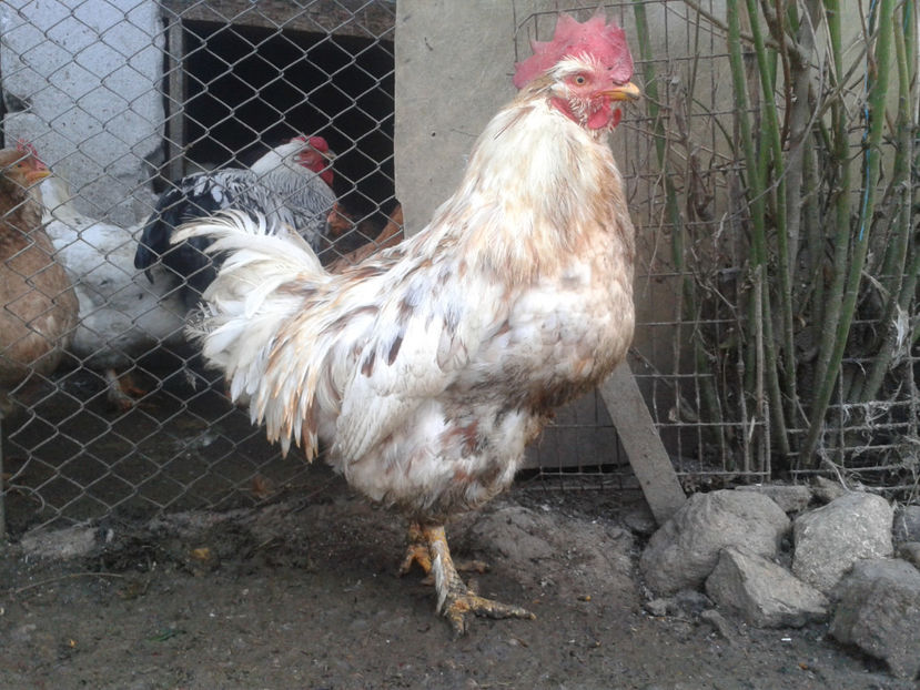 REFORMĂ Cocoși Rezervă Matcă SERIA II 2021 | fotografiați – sâmbătă, ‎16 ‎decembrie ‎2023 - REFORMĂ Cocoși Rezervă Matcă SERIA II 2021 în 16 Decembrie 2023 - AMINTIRI