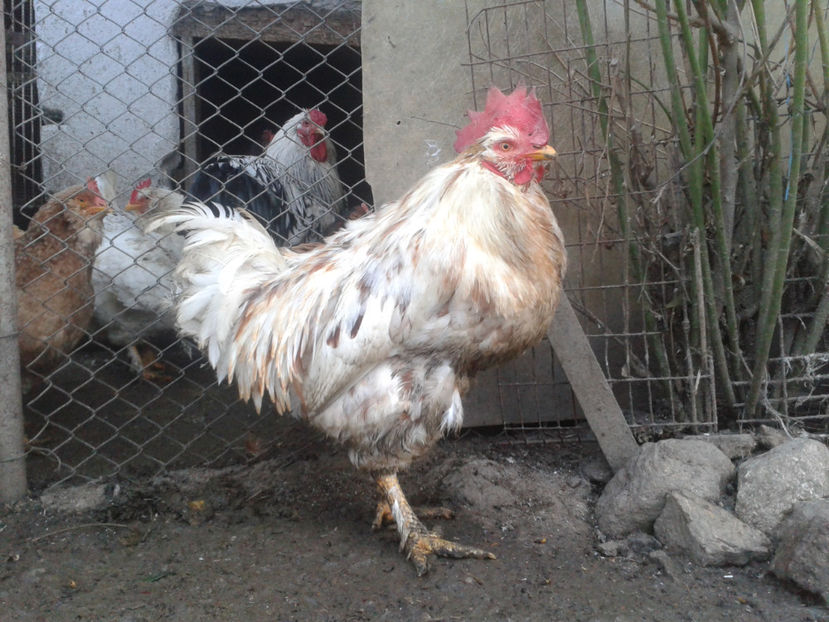 REFORMĂ Cocoși Rezervă Matcă SERIA I 2021 în 15 Decembrie 2023 - AMINTIRI - REFORMĂ Cocoși Rezervă Matcă SERIA II 2021 în 16 Decembrie 2023 - AMINTIRI