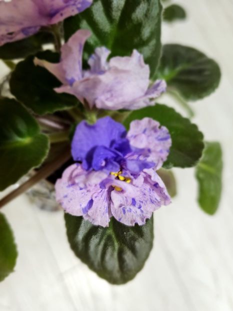 IMG-20240125-WA0023 - Violete 2024