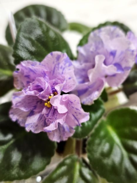 Le IMG-20240125-WA0024 - Violete 2024