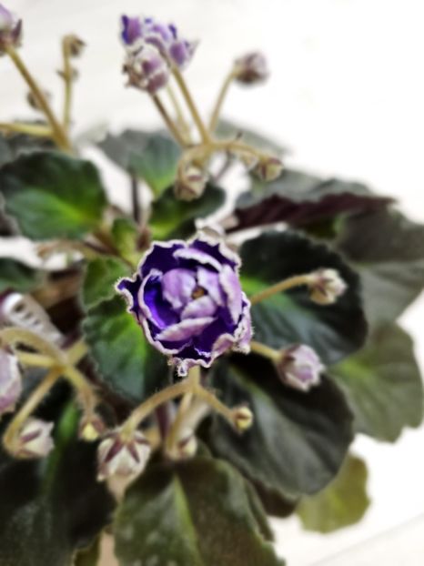 IMG-20240125-WA0018 - Violete 2024