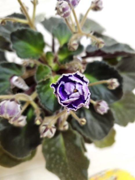 IMG-20240125-WA0017 - Violete 2024