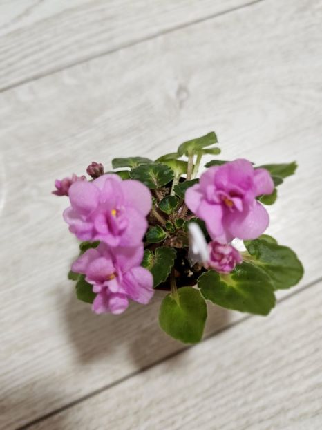 IMG-20240125-WA0014 - Violete 2024