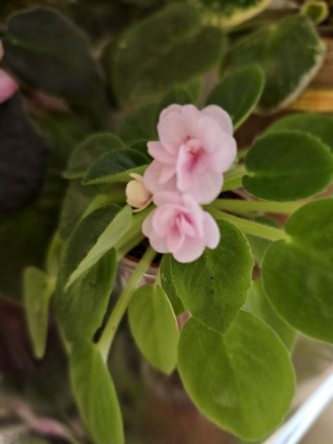 IMG-20240125-WA0015 - Violete 2024